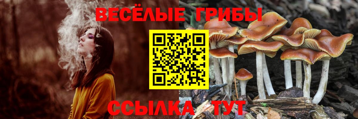 Борисоглебск  Галлюциногенные грибы GOLDEN TEACHER  даркнет сайт  Вход с VPN  Псилоцибиновые грибы Psilocybe 